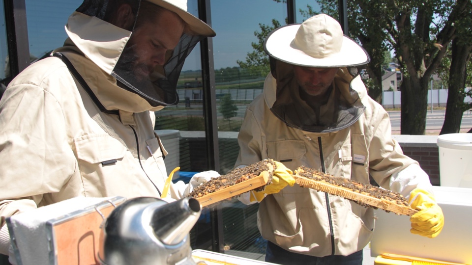 How our IoT helps in tracking and saving the bees How our IoT helps in tracking and saving the bees